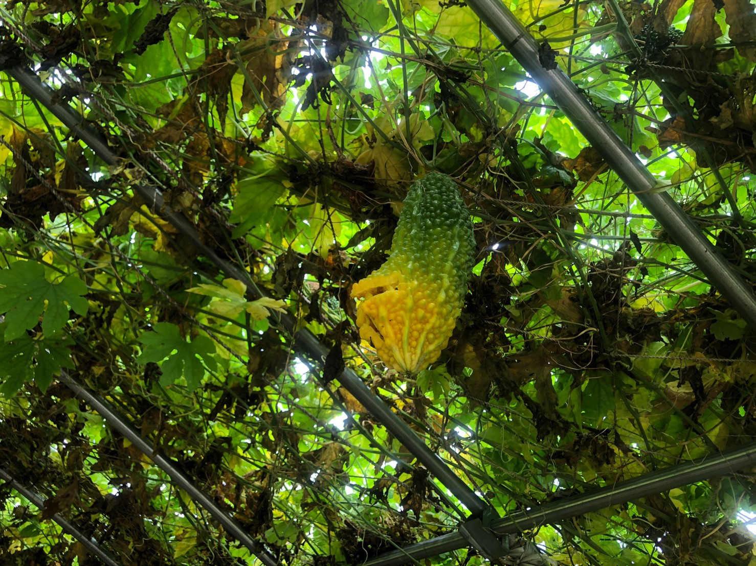ゴーヤは「実」なのです…｜東京で子どもと一緒にできる農業体験「農いく!」スタッフによる気まぐれ日記「農いく！Diary」