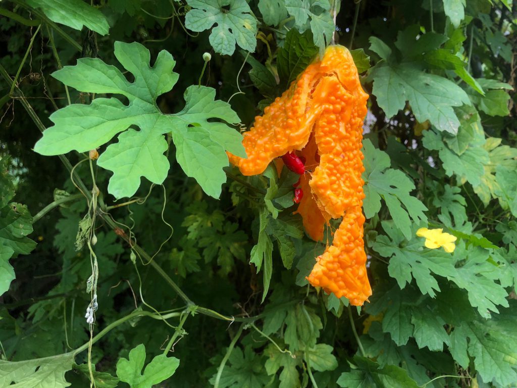 ゴーヤは「実」なのです…｜東京で子どもと一緒にできる農業体験「農いく!」スタッフによる気まぐれ日記「農いく！Diary」