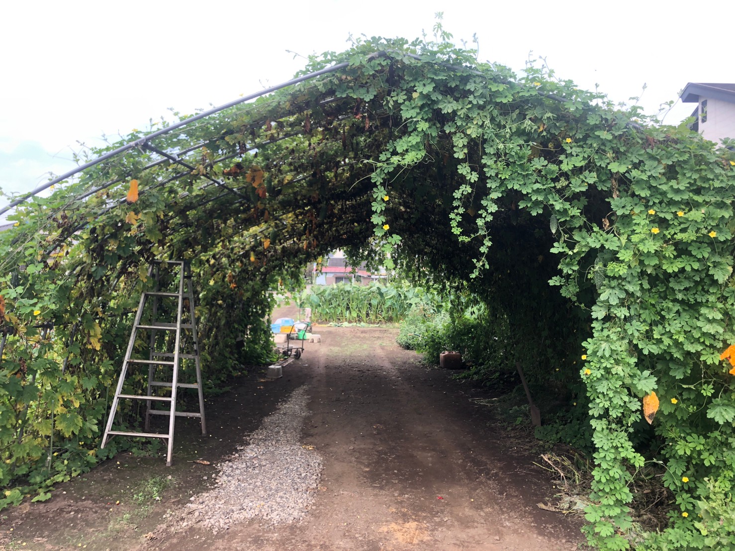 ゴーヤは「実」なのです…｜東京で子どもと一緒にできる農業体験「農いく!」スタッフによる気まぐれ日記「農いく！Diary」