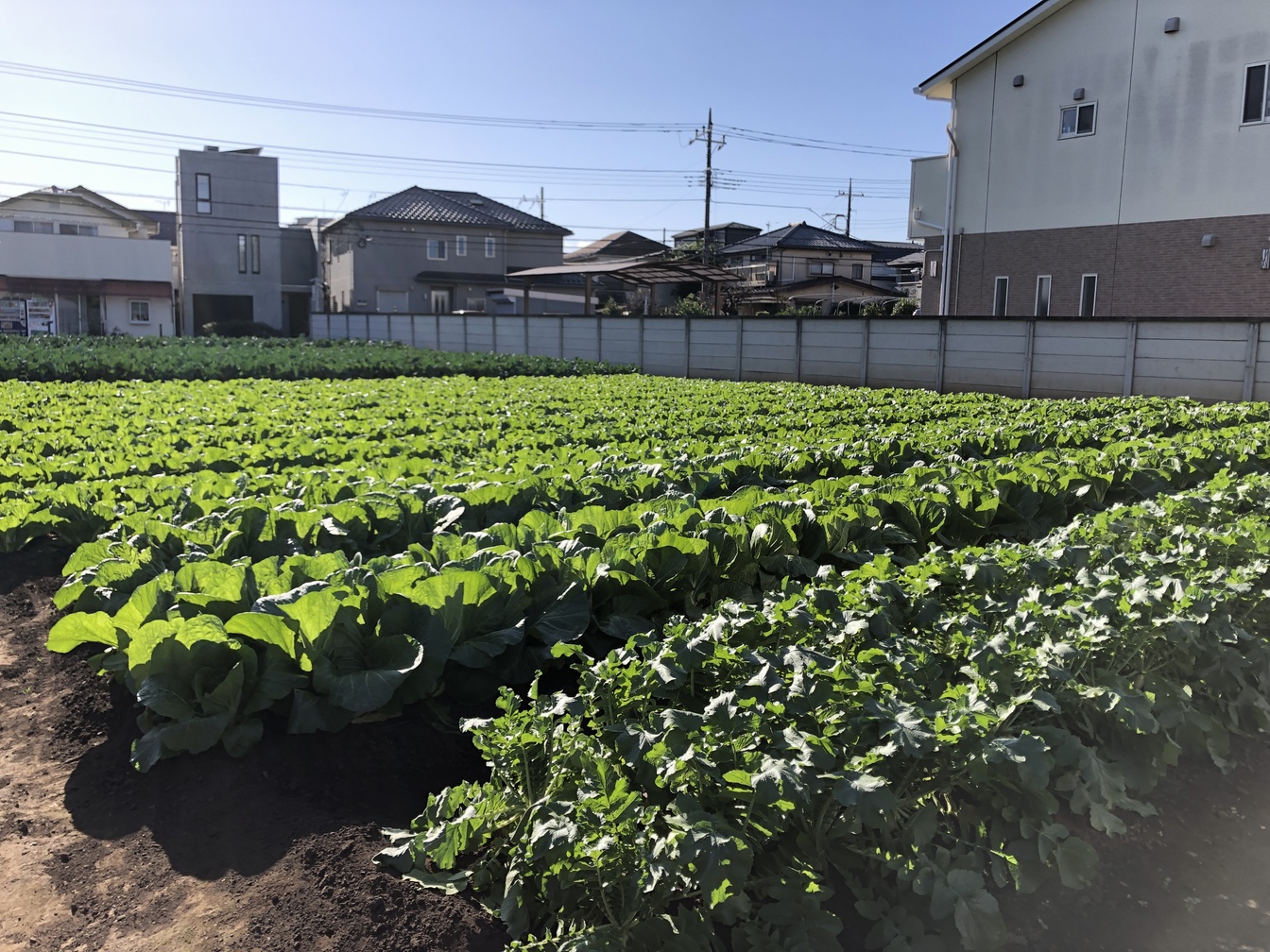 豊作貧乏とはよく言ったもので…｜東京で子どもと一緒にできる農業体験