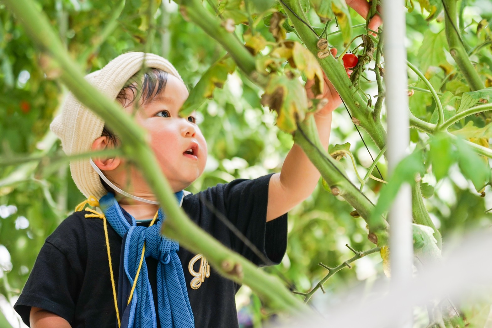 国分寺市 親子でカラフル夏野菜の収穫体験 ツヤツヤのナスやミニトマトの収穫 たっぷり枝豆のもぎ取り体験も 体験レポート 東京で子どもと一緒にできる農業体験 農いく
